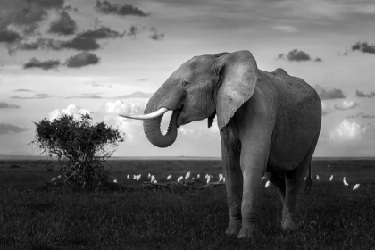 Picture of BEAUTIFUL ELEPHANT