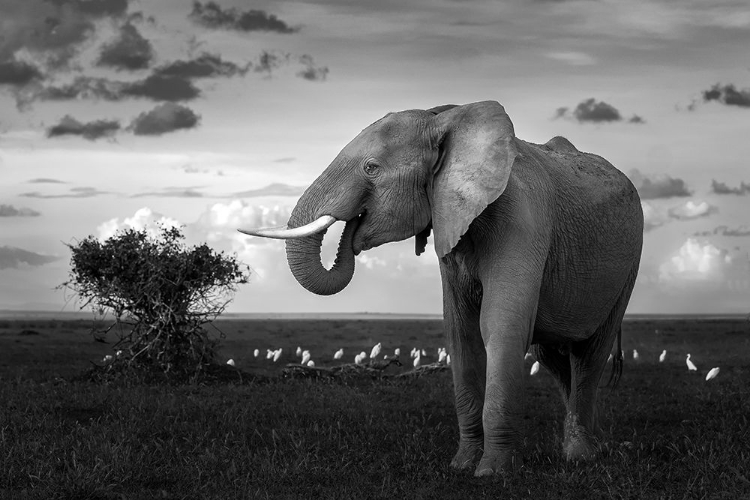 Picture of BEAUTIFUL ELEPHANT
