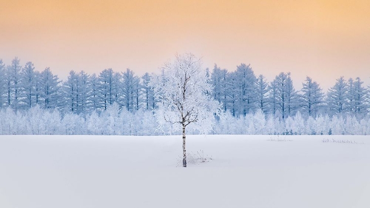 Picture of GUARDIAN OF THE ANGEL FOREST