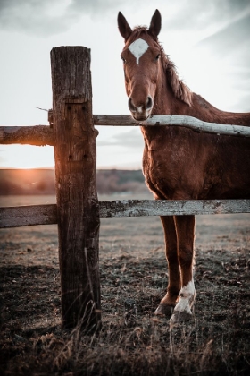 Picture of HORSE FARM IN SKAIROAI, SLOVAKIA