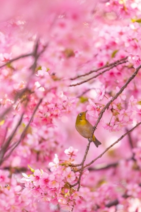 Picture of CHERRY BLOSSOMS AND BIRD