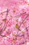 Picture of CHERRY BLOSSOMS AND BIRD