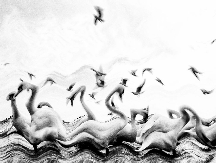 Picture of SWANS WAVES