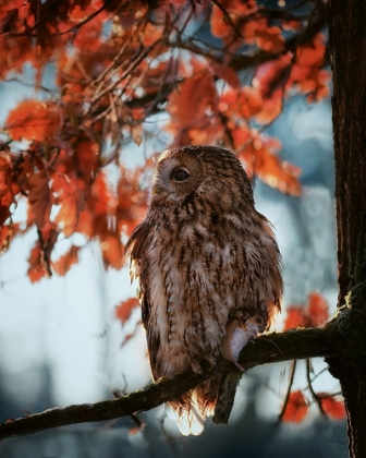 Picture of RESTING OWL WITH PREY