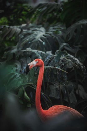 Picture of FLAMINGO