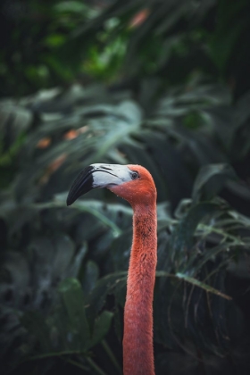 Picture of FLAMINGO