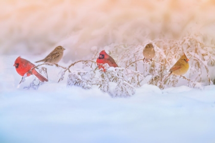 Picture of SNOWY MORNING  PARTY