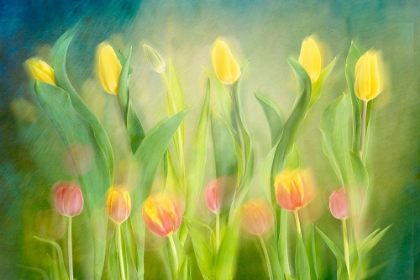 Picture of DANCING TULIPS