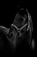 Picture of HORSE
