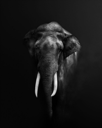 Picture of ELEPHANT PORTRAIT