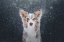 Picture of BLIZZARD
