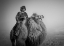 Picture of FARMER AND HIS CAMEL
