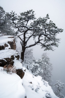 Picture of TREE, FOG, CANYON