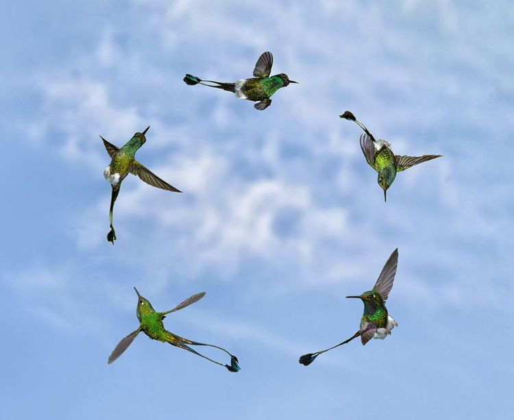 Picture of JOY OF FLIGHT