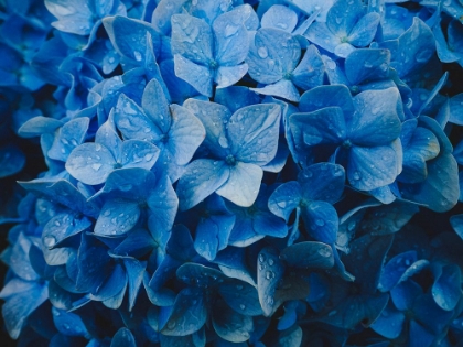 Picture of HYDRANGEA