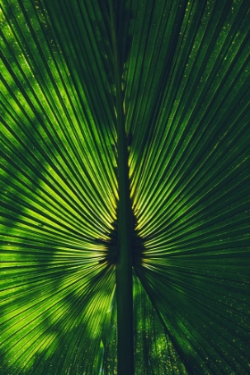 Picture of BACKGROUND LIGHTED PALM TREE LEAF