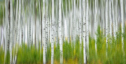 Picture of ASPEN FOREST