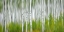 Picture of ASPEN FOREST