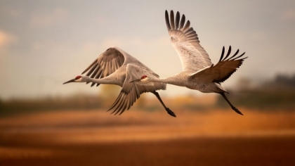 Picture of FLYING OVER