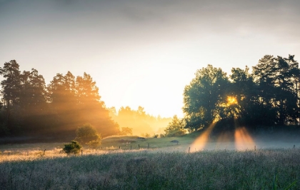 Picture of SUMMER FIELD WITH SUNRAYS