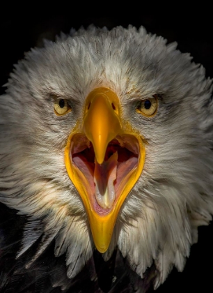 Picture of EAGLE