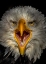 Picture of EAGLE