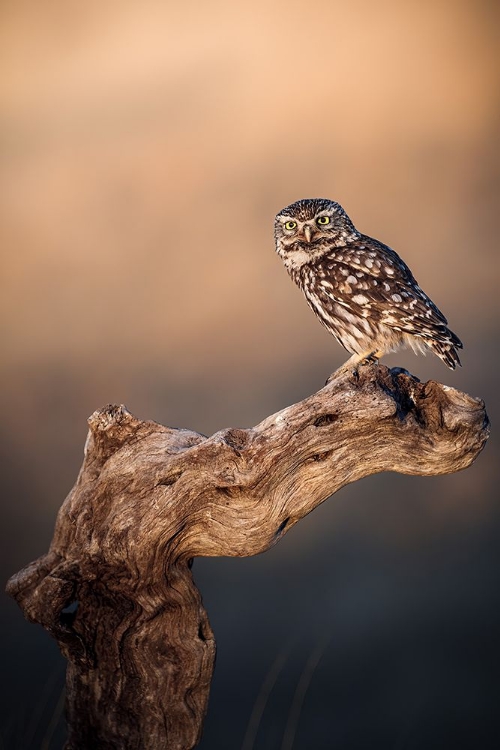 Picture of LITTLE OWL