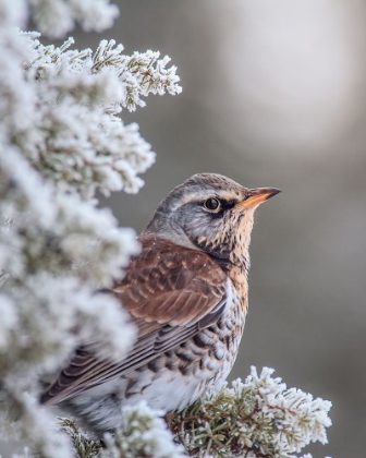 Picture of FIELDFARE IN A WINTER SETTING