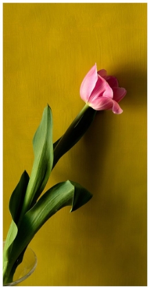 Picture of TULIP1