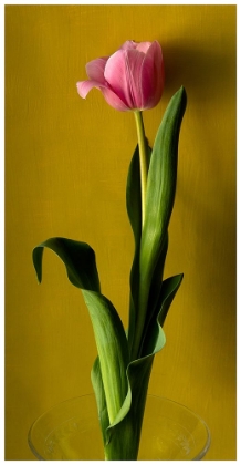 Picture of TULIP2