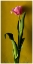 Picture of TULIP2