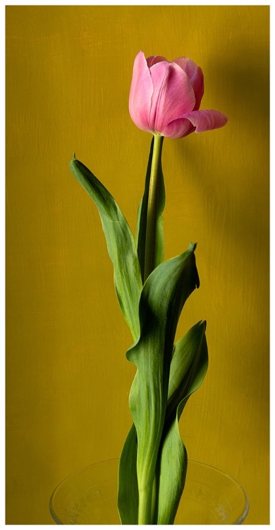 Picture of TULIP3