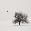 Picture of OLD CHERRY TREE