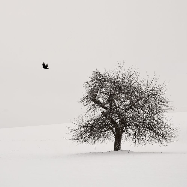 Picture of OLD CHERRY TREE