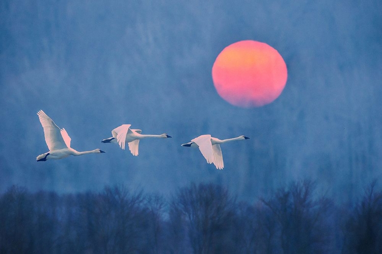 Picture of FOGGY SUNRISE