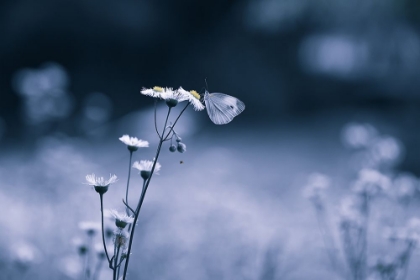 Picture of SMALL BUTTERFLY