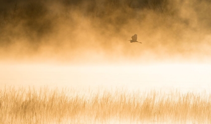 Picture of MORNING FLIGHT