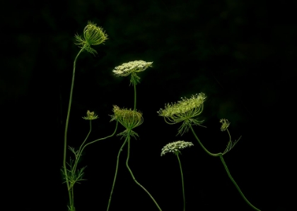 Picture of A GREEN DANCE