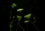 Picture of A GREEN DANCE