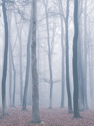 Picture of TREES IN FOG