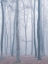 Picture of TREES IN FOG