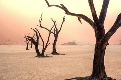 Picture of FOG AND TREES IN THE DESERT