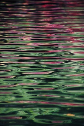 Picture of FLOWER REFLECTION