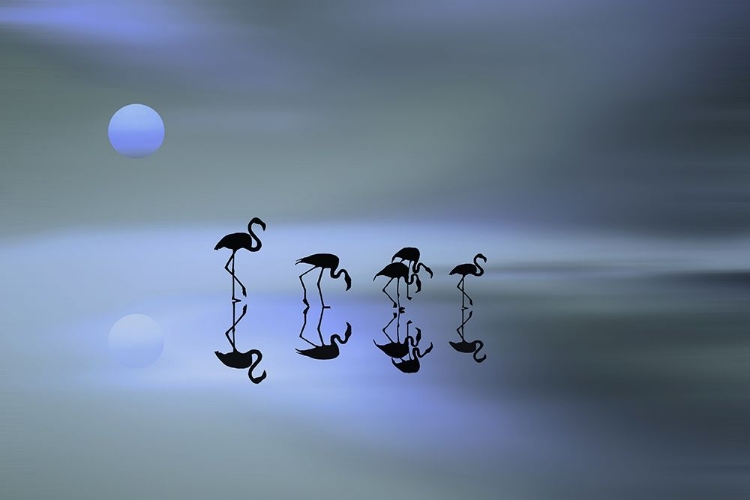 Picture of GROUP OF FLAMINGOS