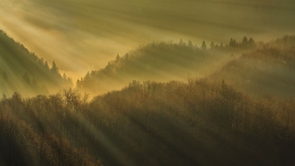 Picture of RAYS OF MORNING