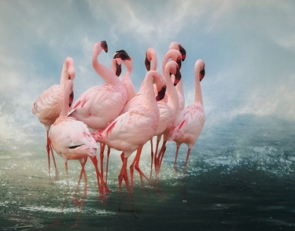 Picture of LESSER FLAMINGO SUMMIT