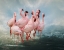 Picture of LESSER FLAMINGO SUMMIT