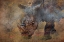 Picture of RINO