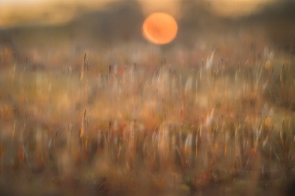 Picture of SUNRISE AMONG THE ROUGH HAIR MOSS