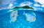 Picture of DUSSUMIER'S SURGEONFISH